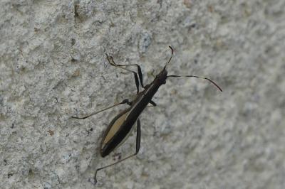 <i>Micrelytra fossularum</i>