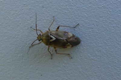 <i>Lygus pratensis</i>