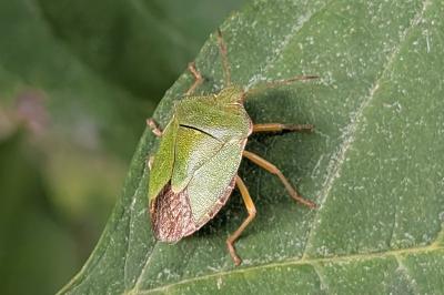 <i>Palomena prasina</i>