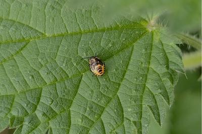 <i>Eurydema ventralis</i>
