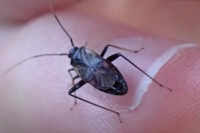 <i>Adelphocoris seticornis</i>