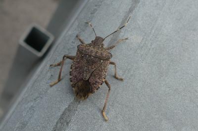 <i>Halyomorpha halys</i>