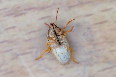 <i>Aelia acuminata</i>