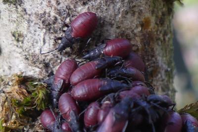 <i>Oxycarenus lavaterae</i>
