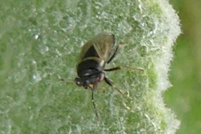 <i>Geocoris megacephalus</i>
