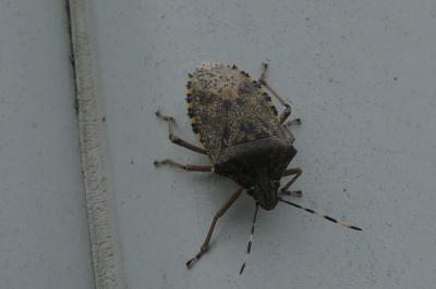 <i>Rhaphigaster nebulosa</i>