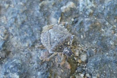 <i>Halyomorpha halys</i>