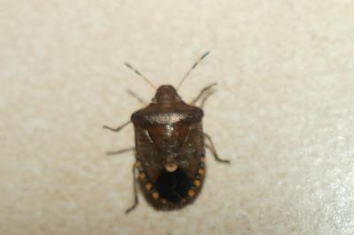<i>Peribalus strictus</i>