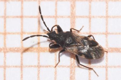 <i>Taphropeltus contractus</i>