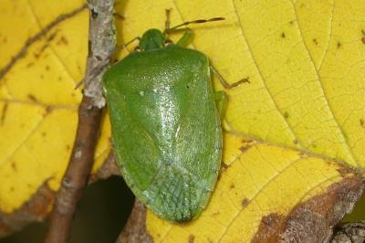 <i>Nezara viridula</i>