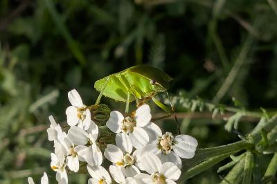 <i>Nezara viridula</i>