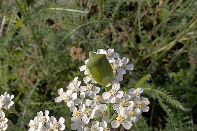 <i>Nezara viridula</i>