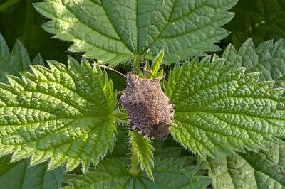 <i>Halyomorpha halys</i>