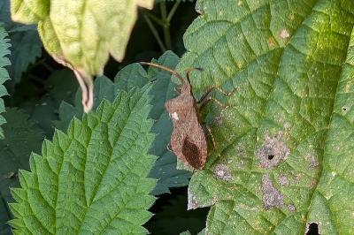 <i>Coreus marginatus</i>