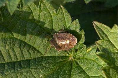 <i>Peribalus strictus</i>