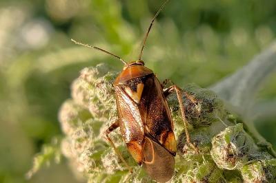 <i>Lygus pratensis</i>