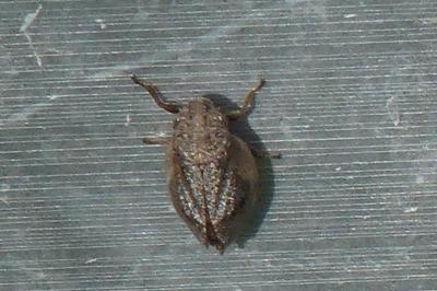 <i>Lepyronia coleoptrata</i>