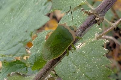 <i>Nezara viridula</i>