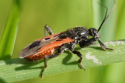 <i>Peirates hybridus</i>