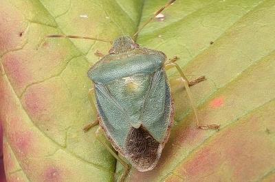 <i>Palomena prasina</i>
