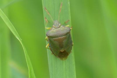 <i>Palomena prasina</i>