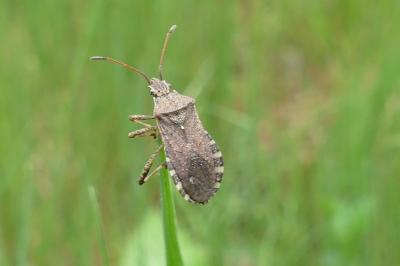 <i>Ceraleptus gracilicornis</i>