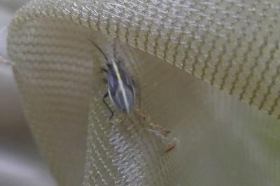 <i>Horistus orientalis</i>