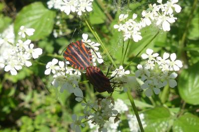 <i>Graphosoma italicum</i>