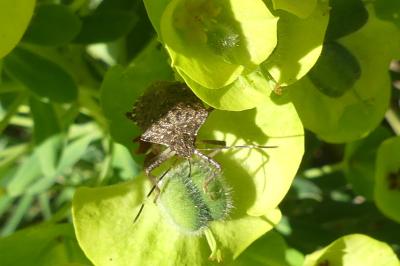 <i>Halyomorpha halys</i>