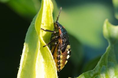 <i>Nezara viridula</i>
