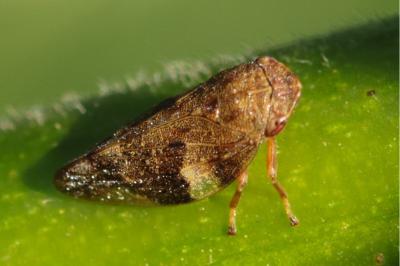 <i>Aphrophora alni</i>