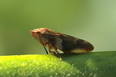 <i>Aphrophora alni</i>