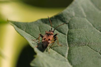 <i>Beosus maritimus</i>