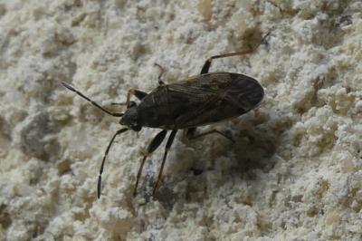 <i>Peritrechus gracilicornis</i>