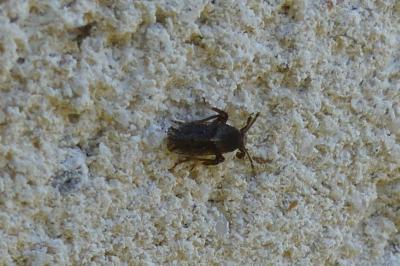 <i>Asiraca clavicornis</i>