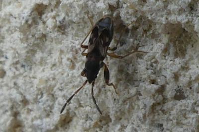 <i>Scolopostethus</i>
