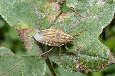 <i>Aelia acuminata</i>