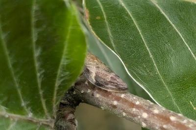 <i>Aphrophora alni</i>
