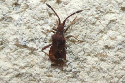 <i>Coriomeris denticulatus</i>