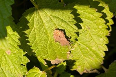 <i>Coreus marginatus</i>