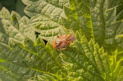 <i>Lygus pratensis</i>