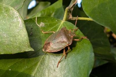 <i>Palomena prasina</i>