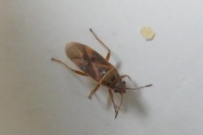 <i>Arocatus roeselii</i>