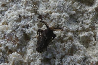 <i>Asiraca clavicornis</i>