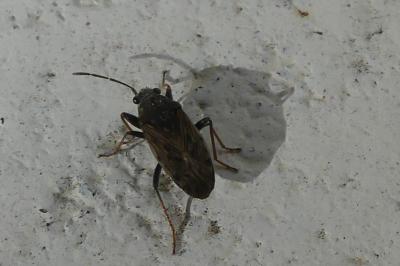 <i>Peritrechus gracilicornis</i>