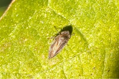 <i>Philaenus spumarius</i>