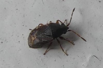 <i>Stygnocoris fuligineus</i>
