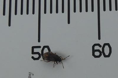 <i>Stygnocoris fuligineus</i>