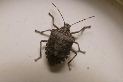 <i>Halyomorpha halys</i>