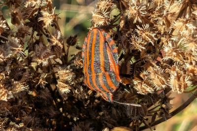 <i>Graphosoma italicum</i>